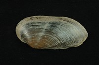 藏品(石蚌)的圖片